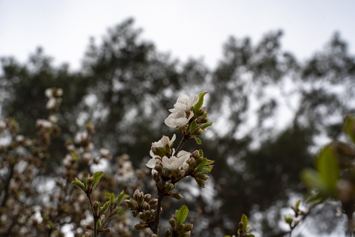 Cherry Blossom Season 2026: A Complete Guide for Malaysian Travellers